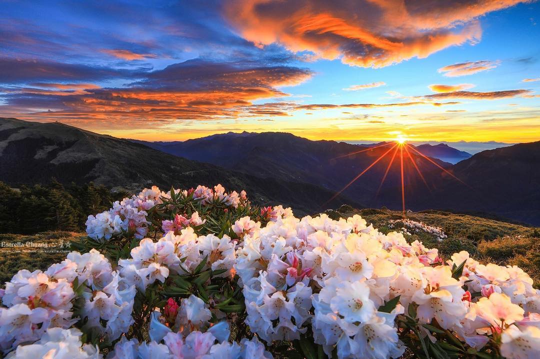 Hoa đỗ quyên được coi là hoa quốc hoa của Việt Nam, biểu tượng của sức sống, sự kiên cường và lòng dũng cảm. Hãy cùng nhìn vào hình ảnh những bông hoa đỗ quyên đầy sức sống, mang đến cho chúng ta cảm giác như được đắm mình trong một không gian thiên nhiên tươi đẹp.