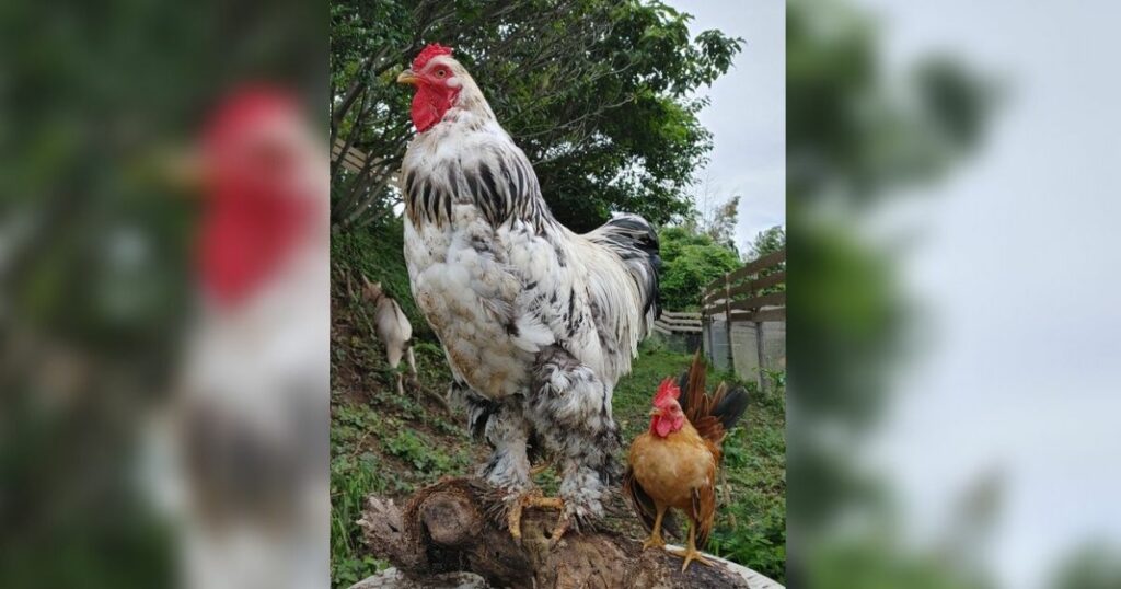 巨大的雞品種「婆羅門雞」和世界上最小的雞品種並立，引起網民熱議。 An enormous Brahma chicken has gone viral standing next to the smallest chicken breed in the world. (Photo courtesy of @daiouika0316/Twitter)