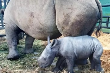 Seekor Anak Badak Putih di Taman Safari Dinamai “Ramadani Jumat Agung”.  (Sumber foto : Jadi Tau)