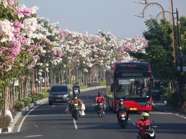 Indonesia Rasa Jepang! Bunga Tabebuya Bermekaran di Jakarta  