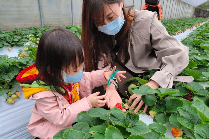 2023 Taipei Neihu Strawberry Festival rolls out fun activities. Photo provided by Department of Economic Development, Taipei City Government