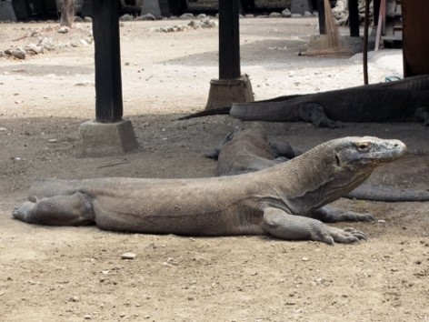 Sandiaga Uno Membatalkan Kenaikan Tiket Masuk TN Komodo Rp3,75 Juta  Sumber foto : Pixabay