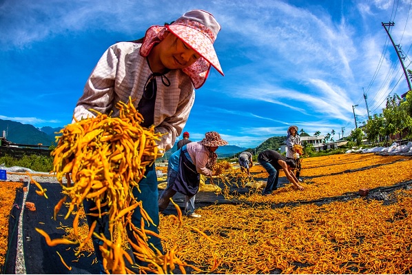 Drying Orange Daylily (Photo courtesy of the 黃俊樺)