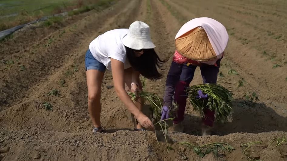 Anna (phải) tìm hiểu về quy trình trồng khoai lang của Đài Loan. (Nguồn ảnh: kênh YouTube “法國Anna”)