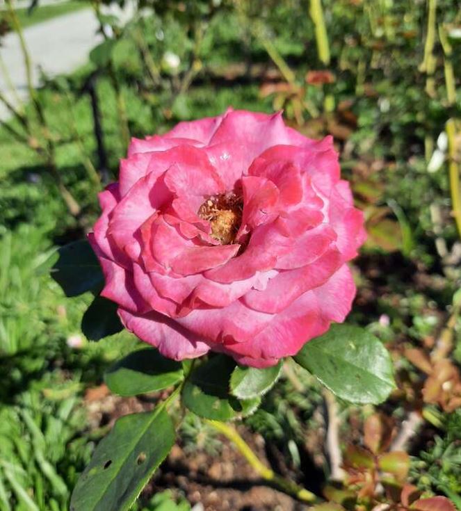 The rose type “Fang Xiang Ai Ren” is created by rose breeder Xu Gu Yi. (Photo / Provided by the Taipei City Government)