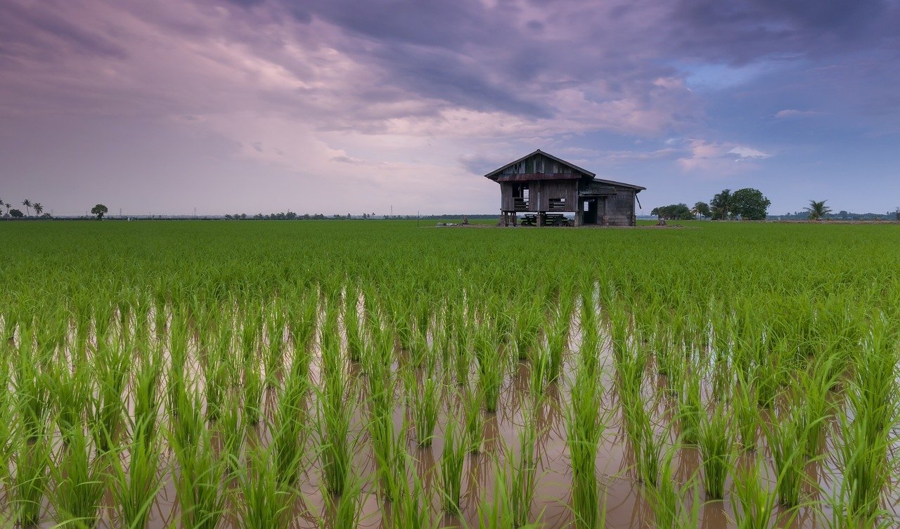 Sản xuất lúa áp dụng biện pháp canh tác cải tiến (SRI) được xem là đích đến của một nền sản xuất nông nghiệp bền vững, giảm thiểu những tác động xấu ảnh hưởng đến môi trường nông nghiệp. (Nguồn ảnh: Pixabay)