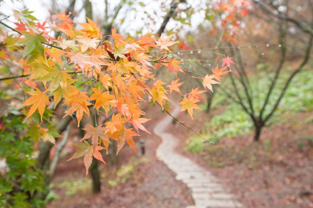 Dengan dimulainya musim gugur, warga dapat mengunjungi Gunung Fushou di Taichung (台中福壽山) untuk menikmati pemandangan daun tengah berguguran yang indah. Sumber: Gunung Fushou, Taichung (台中福壽山)