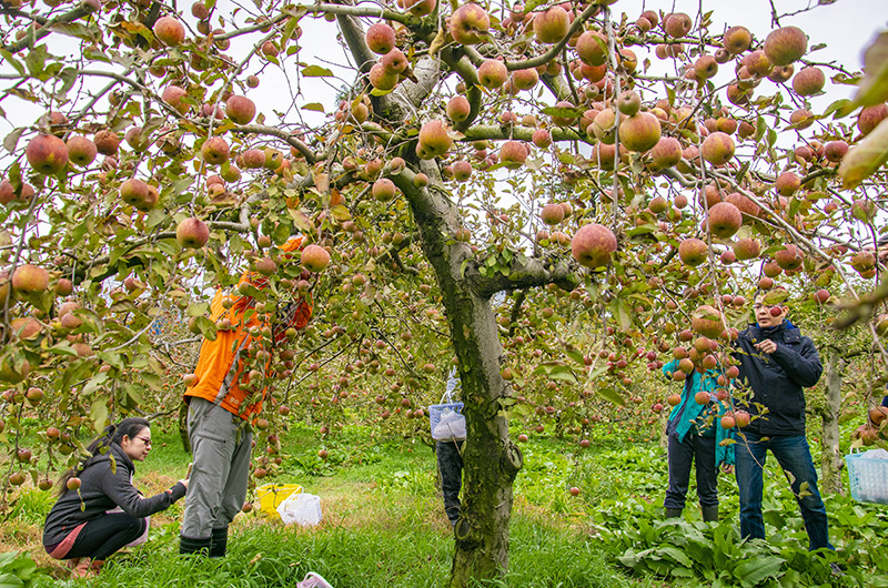 即日起至11月30日為止，福壽山農場推出採蘋果體驗。 圖／福壽山農場提供