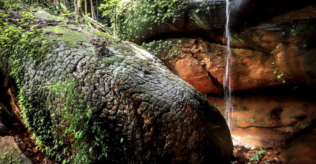 Phát hiện hang động tự nhiên kỳ bí có hình dạng rắn khổng lồ tại Thái Lan. (Nguồn ảnh: Báo Bốn Phương)