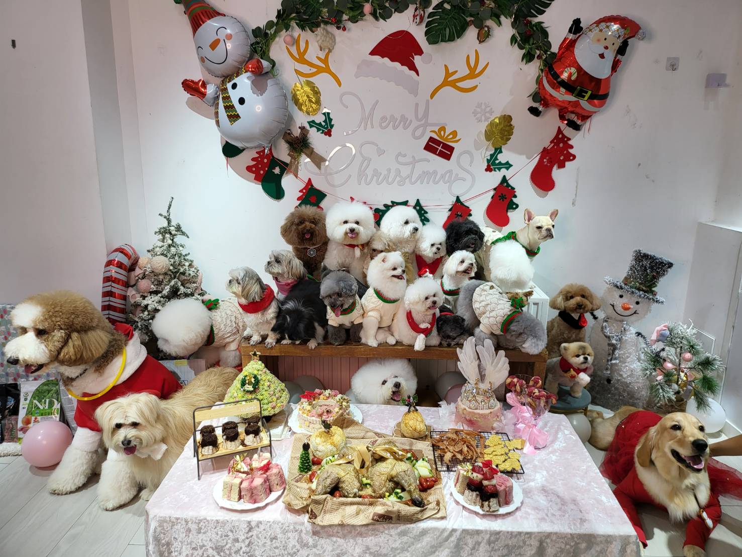 Giáng sinh năm nay, La Chí Tường đã tổ chức bữa tiệc cho những chú chó đã từng bị bỏ rơi. (Nguồn ảnh: Lâm Thuần Ngọc  - Tổng biên tập của Thời báo Di dân mới toàn cầu)