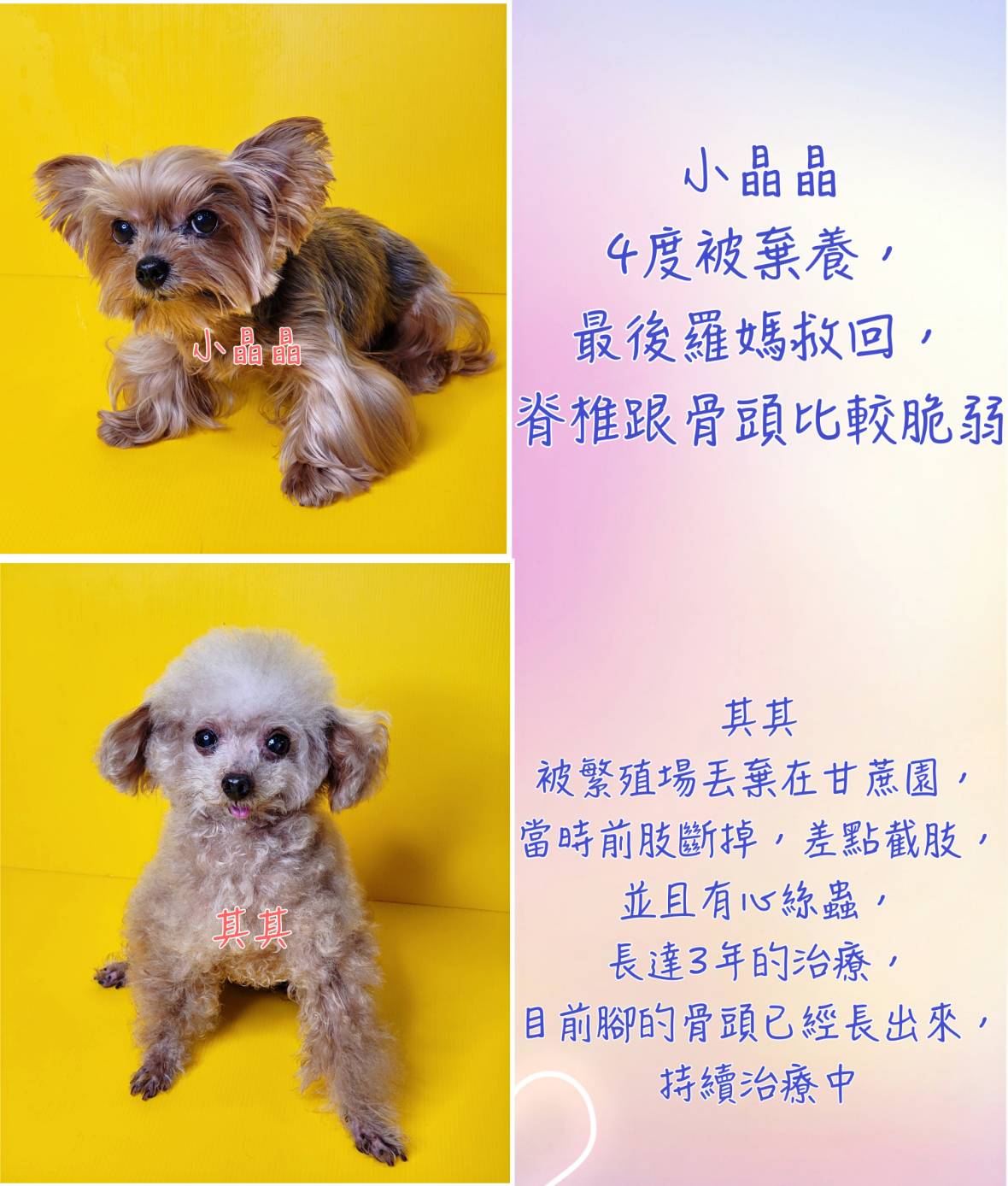The cute dogs at the party have had a miserable past. (Photo / Provided by Show Lo)