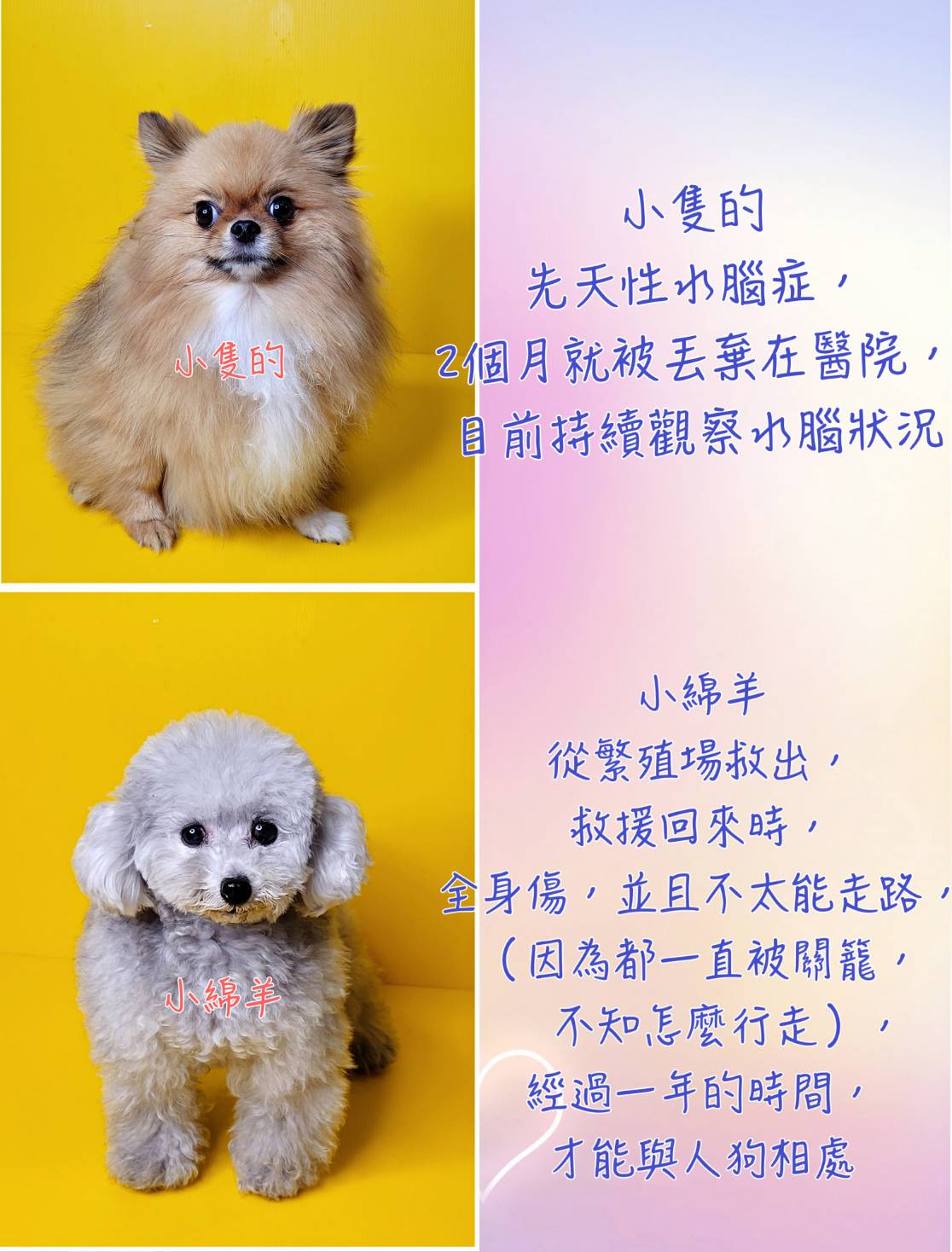 The cute dogs at the party have had a miserable past. (Photo / Provided by Show Lo)