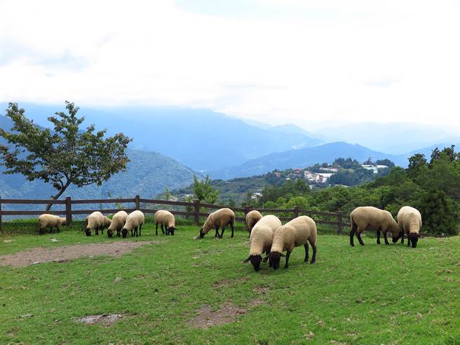 Taipei Economic and Cultural Office in the Philippines promotes travels between Taiwan and the Philippines. (Photo / Provided by the Qingjing Farm)