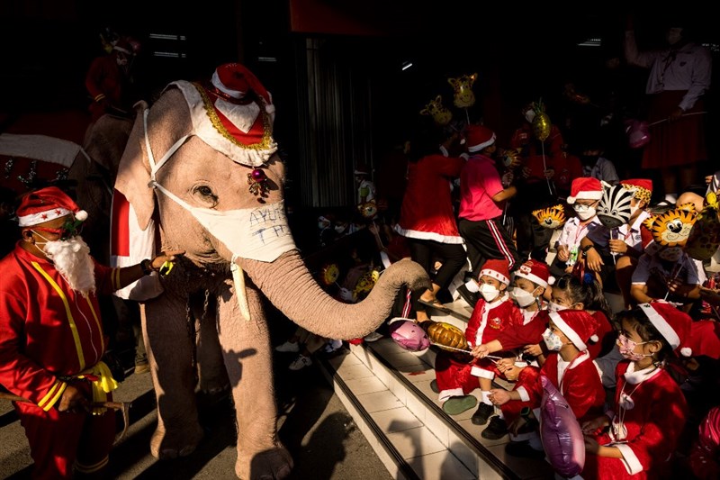 泰國「耶誕老人象」送禮物。 圖／翻攝自《法新社》