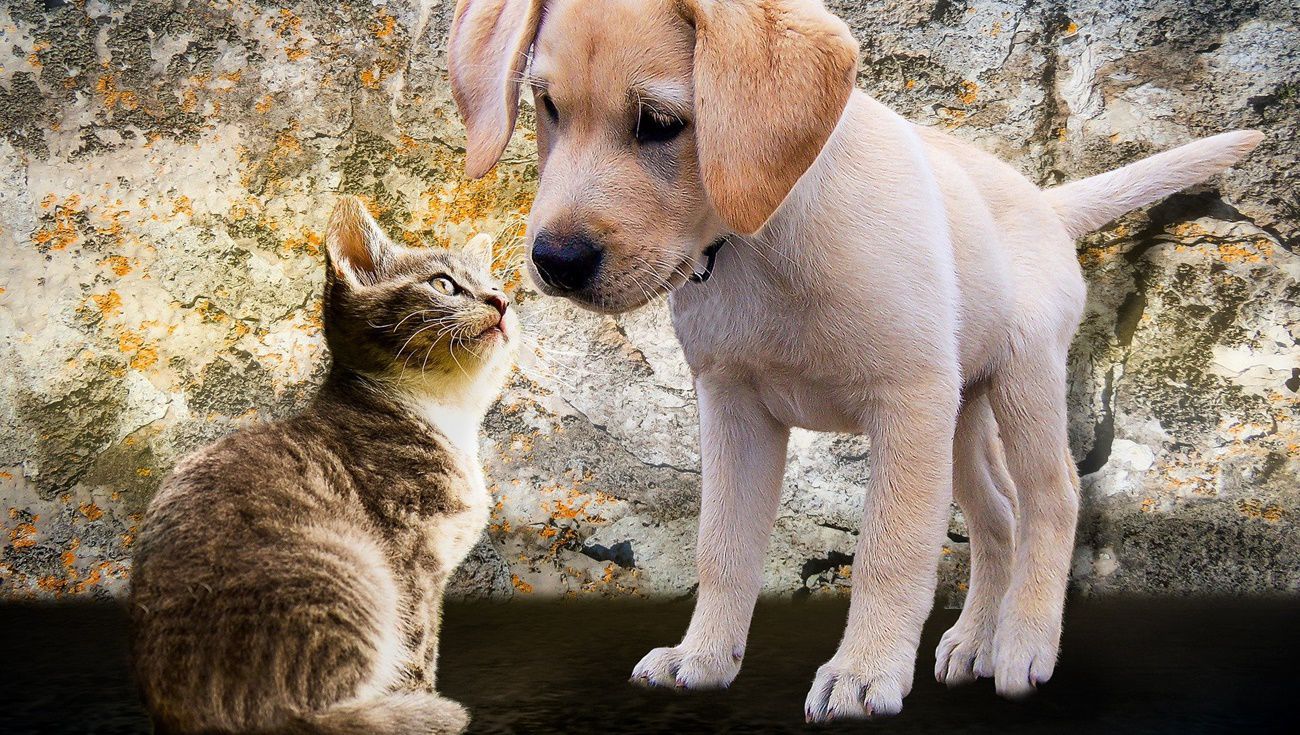 跨境購買犬貓食品未申請檢疫可罰百萬元。 圖／翻攝自Pixabay圖庫