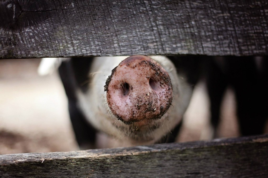Dịch tả lợn châu Phi bùng phát mạnh trở lại tại Việt Nam, số lợn tiêu hủy gấp 3 lần so với năm 2020. (Nguồn ảnh: Pixabay)