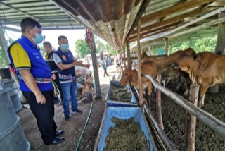 โรคลัมปี สกิน เป็นโรคระบาดที่เกิดเฉพาะในโค- กระบือ และสัตว์เคี้ยวเอื้อง／ภาพจาก News 18