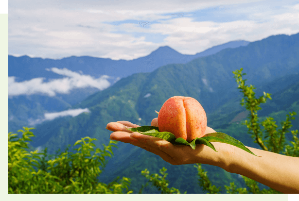 Peaches are now being sold online! (Photo / Provided by the Taoyuan City Fushin Farmers Association)