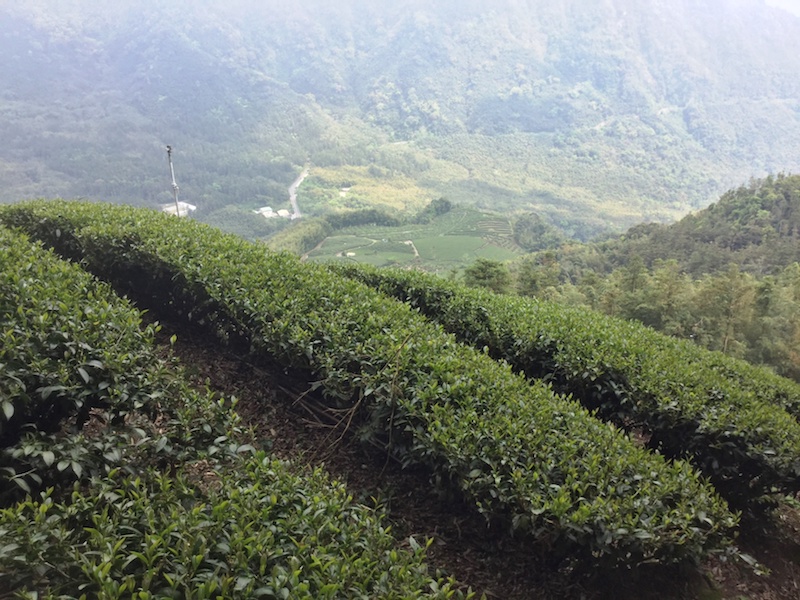 阿里山茶園景觀。（圖／翻攝台灣山林悠遊網）