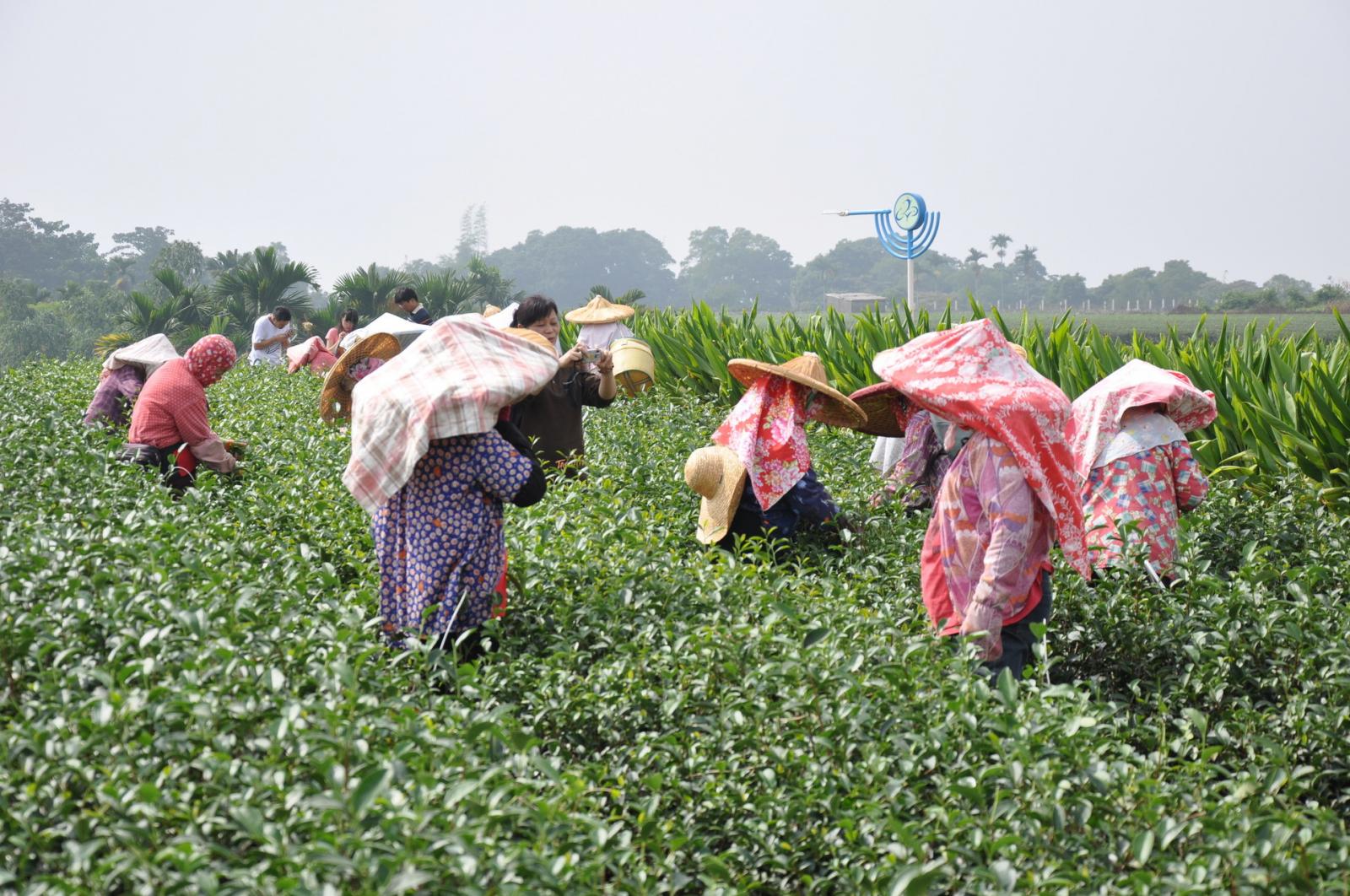 Thu hoạch lá chè bằng phương pháp thủ công truyền thống. (Nguồn ảnh: Trang web Tư vấn giáo dục và giảng dạy về nông nghiệp và thực phẩm - Ủy ban Nông nghiệp)