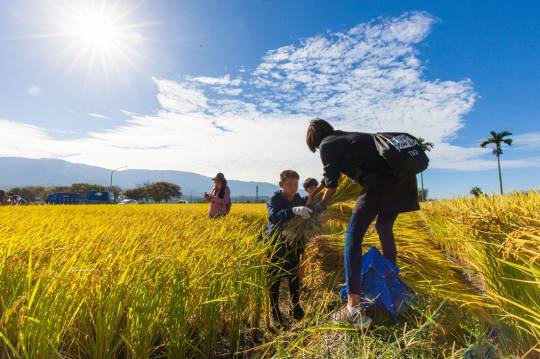 Các em học sinh trải nghiệm giáo dục về văn hóa trồng lúa nước. (Nguồn ảnh: Sở Nông lương Đài Loan)