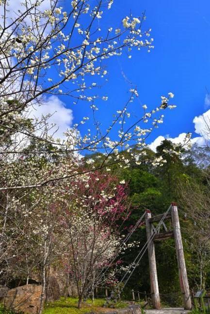 Mihu Trail at Chiayi Alishan. (Photo / Provided by the Chiayi County Cultural Tourism Bureau)