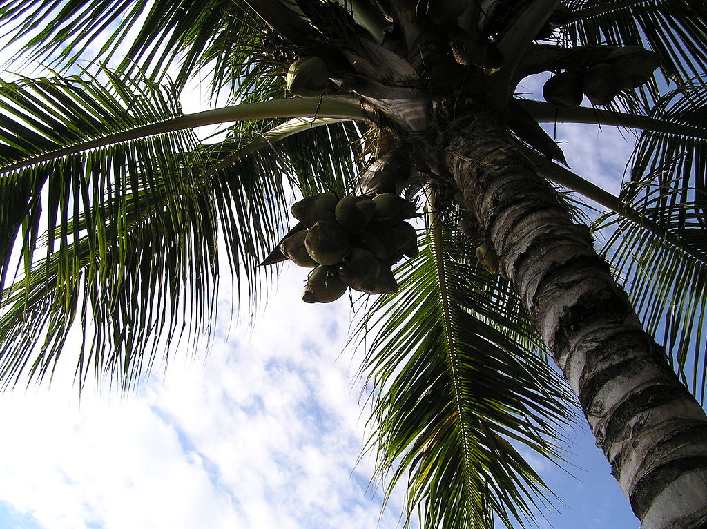 越南檳椥省（Bến Tre）有椰子之鄉美譽。（圖／翻攝自維基百科）