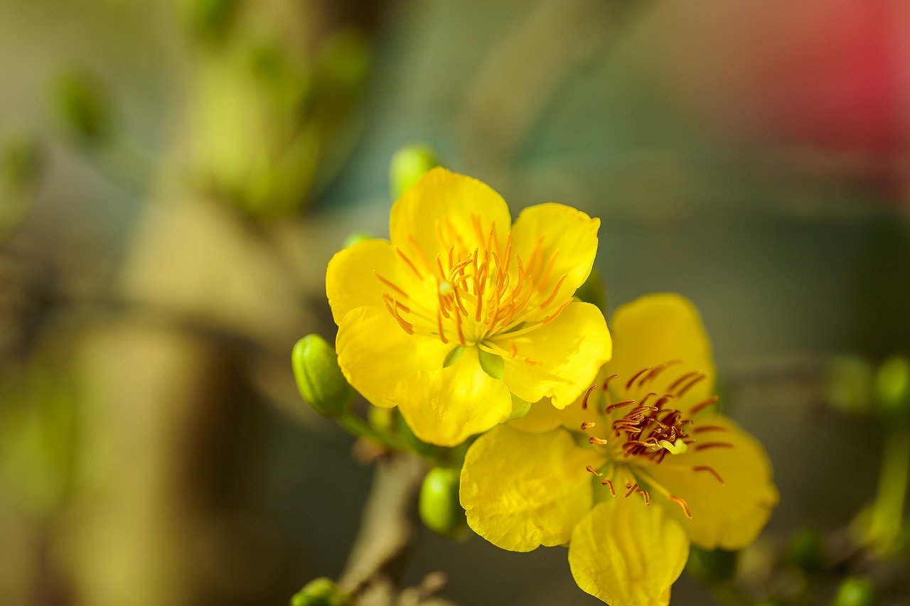 ดอกเหมยสีเหลืองเป็นสัญลักษณ์ของเทศกาลตรุษเต๊ตในทางภาคใต้ ประเทศเวียดนาม ภาพ／นำมาจากคลังภาพ Pixabay