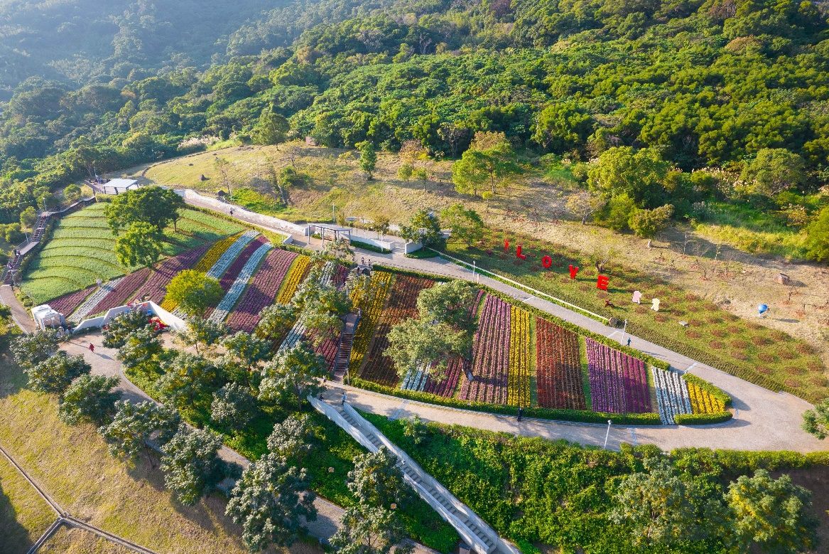 Visitors can enjoy the sight of rows upon rows of lavender plants flourishing down the slopes. (Photo / Provided by Parks and Street Lights Office, Taipei City Government)