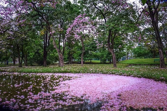 ดอกชมพูพันธุ์ทิพย์นี้ได้ชื่อว่าเป็นซากุระเมืองไทย ภาพจาก/Sanook
