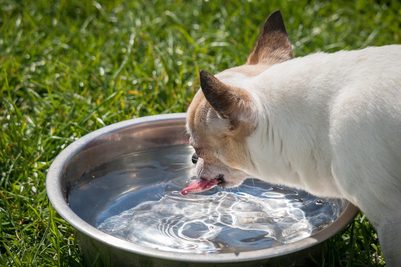 Taiwan Immigrants' Global News Network-Some tips to help animals stay cool  in hot weather