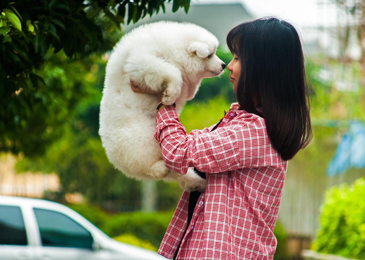 Study shows that dogs tear when they are reunited with their owners. (Photo / Retrieved from Pixabay)