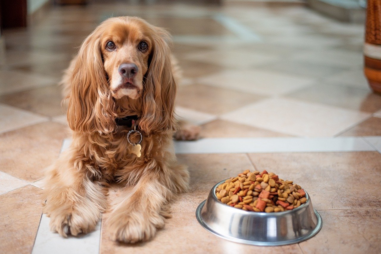 In the 19th century, the first prepared dog foods were introduced. (Photo / Retrieved from Pixabay)