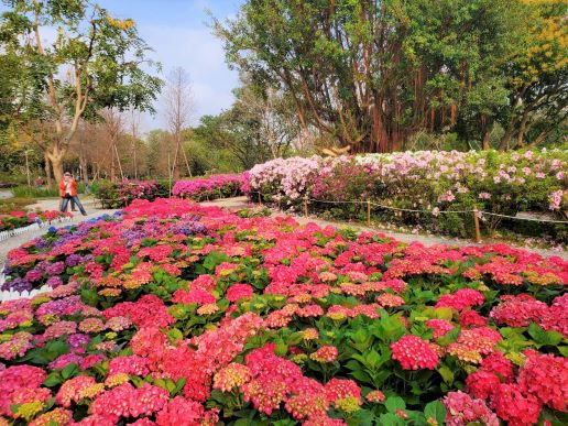 ดอกไฮเดรนเยียบานสะพรั่งในสวนสาธารณะต้าอัน ภาพ／นำมาจากเฟสบุ๊ก 公園新花漾