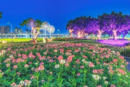 Create an outdoor 'English garden'! Cleome and cosmos bloom together, making the Yanping Riverside flower sea stunning both day and night