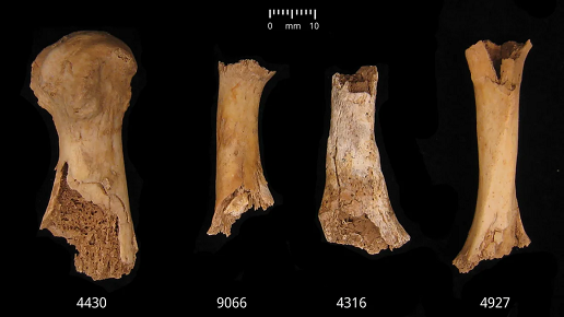 Bronze Age mass grave reveals grisly massacre in which victims were likely eaten