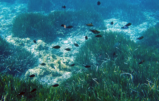 Robots are helping restore lost seagrass meadows