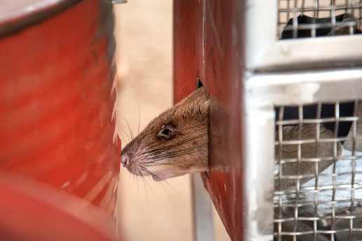 How giant rodents could rat on wildlife traffickers