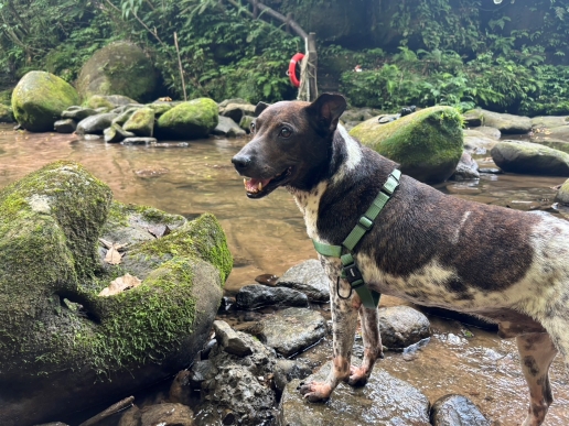 新北動保處推「犬貓回春計畫」 鼓勵民眾認養熟齡毛寶貝