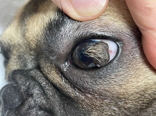 The French Bulldog "Mianmian" in New Taipei City was successfully treated for a corneal dermoid tumor and found a happy new home.