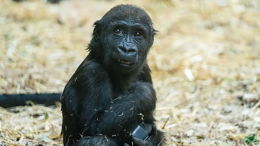 Gorilla at a Canadian zoo died after worker mistakenly activated wrong door