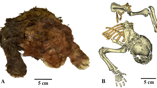 Baby saber-toothed cat mummy found in Siberia with intact skin, fur and toes is ‘mind-blowing,’ scientists say