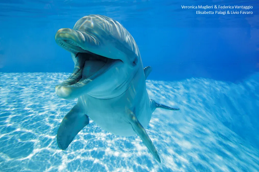 Dolphins "smile" at each other when they play and to avoid misunderstanding, study finds