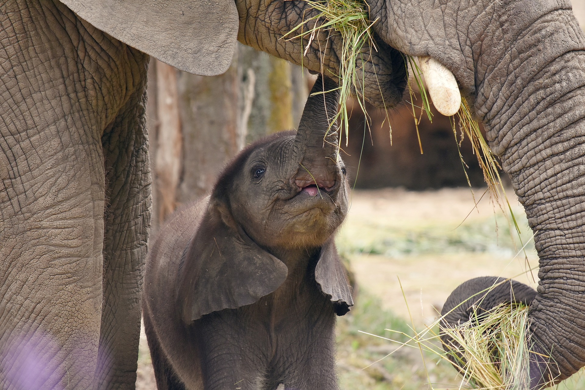 Thái Lan hiếm khi sinh đôi voi, voi mẹ suýt dẫm lên voi con