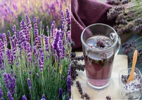 Drinking lavender tea before bed can increase melatonin and improve sleep quality. Image/Canva