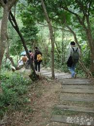 新竹縣的山林步道以其美麗景色和豐富生態，深受山友們的喜愛. 圖 / 數位島嶼
