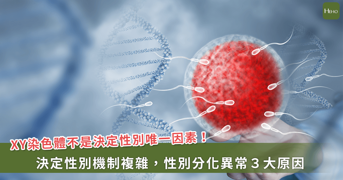 性別的決定並非僅由XX或XY染色體單一因素所決定.(圖/Heho 健康提供)