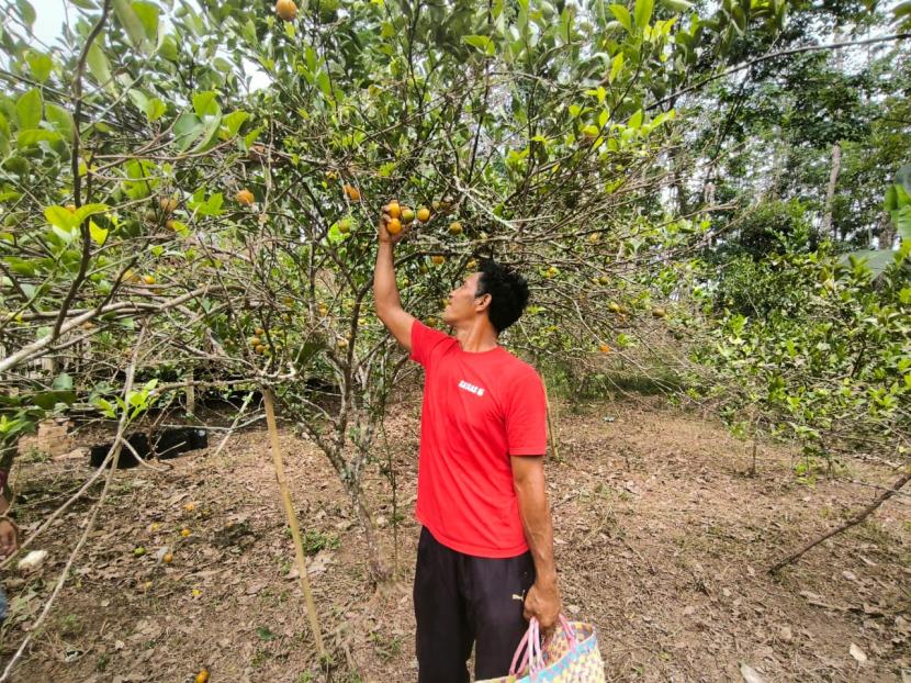 Kolaborasi Pertamina EP Limau Field dan Warga, Maksimalkan Potensi Jeruk di Desa Air Talas