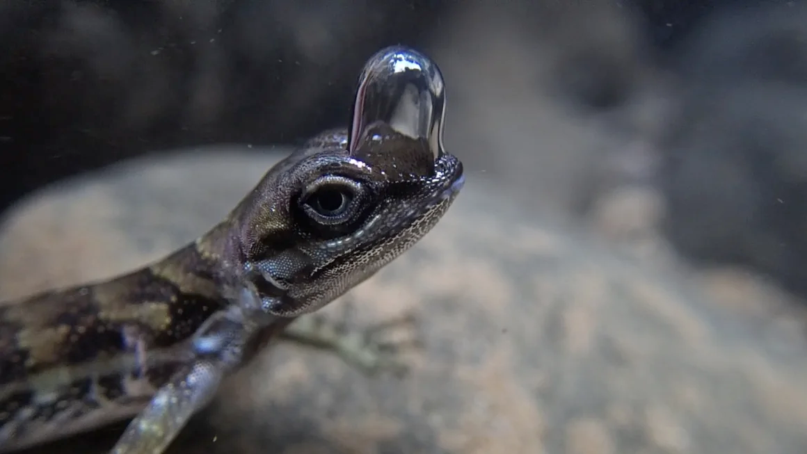 When submerged underwater, a diving anole lizard uses a small air bubble atop its head to breathe a reservoir of stored oxygen. Courtesy Dr. Lindsey Swierk