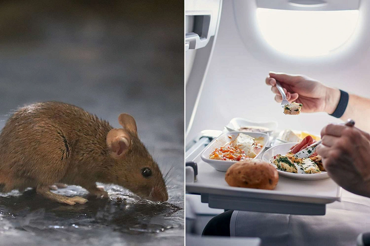 Các hành khách trên chuyến bay của Hãng hàng không Scandinavian Airlines đã có bữa ăn nhớ đời vì có chuột trong suất ăn - Ảnh: People